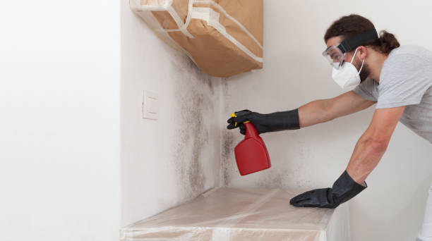 Professional Basement Mold Remediation technician working in Paradise Valley, AZ